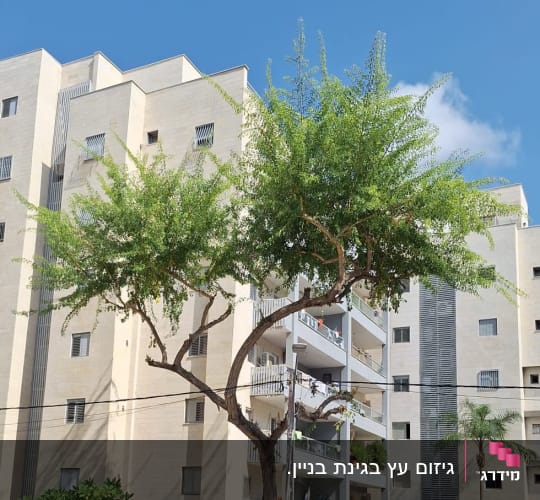 עץ גבוה עם ענפים גזומים ליד בניין מגורים